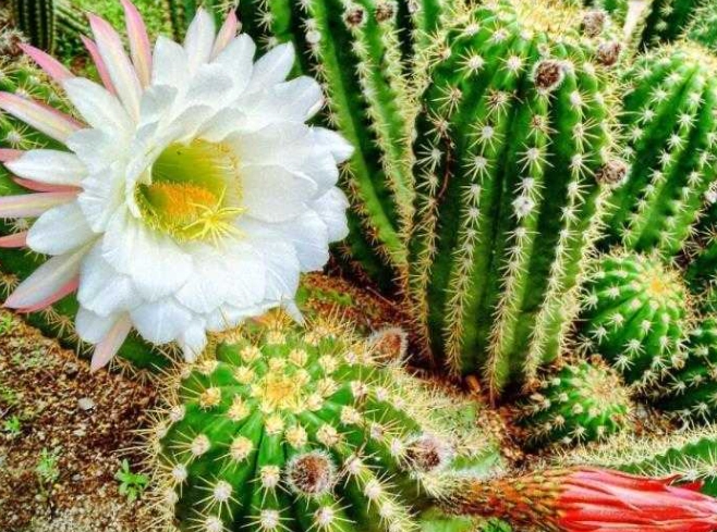 多肉植物養護 多肉植物養護