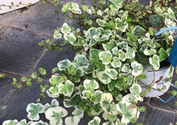 常春藤枯葉原因