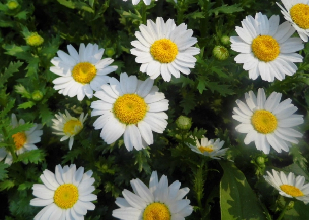 白菊泡茶好處 白菊泡茶好處