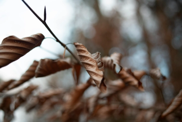 樹木枯黃救治 樹木枯黃救治
