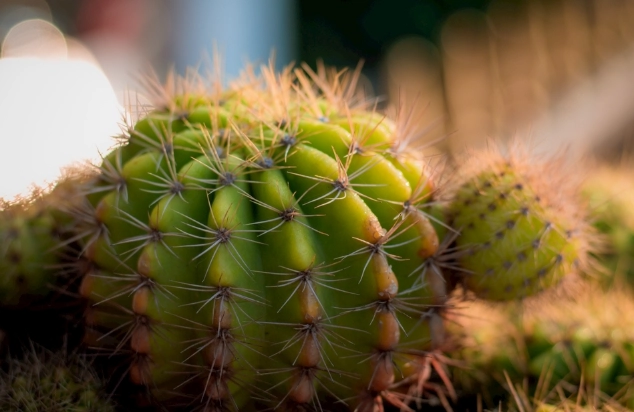 仙人掌軟化處理