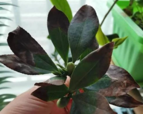 葉尖焦枯原因 葉尖焦枯原因