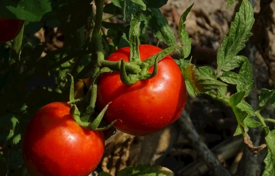 番茄種植技巧