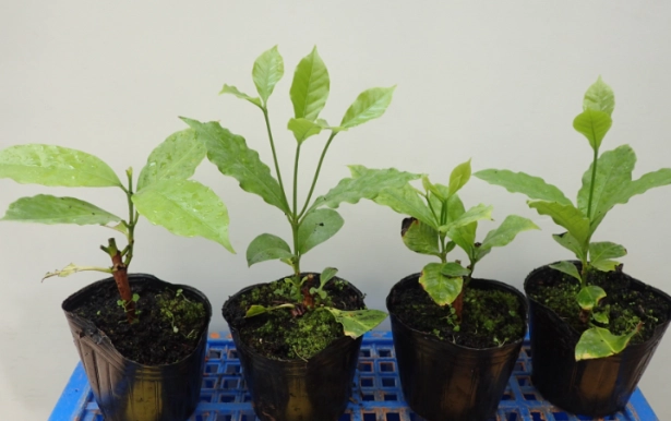 植物生根方法 植物生根方法