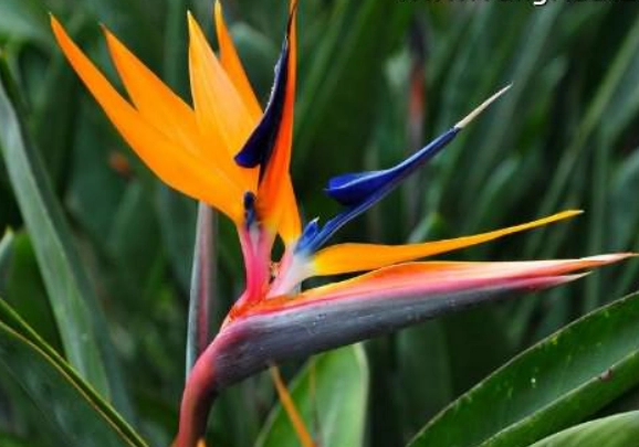 天堂鳥養護技巧 天堂鳥養護技巧