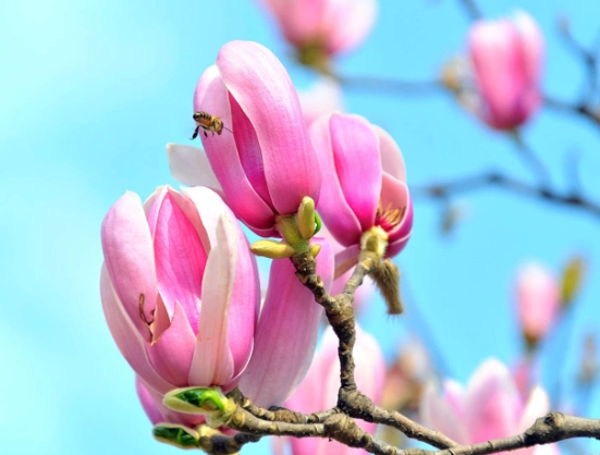 玉蘭花繁殖 玉蘭花繁殖