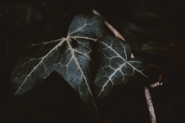 營養液稀釋比例 營養液稀釋比例
