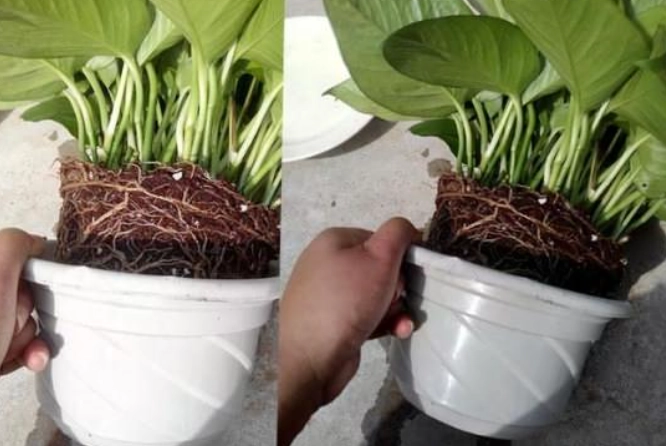 植物換盆時機 植物換盆時機