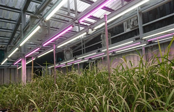 植物生長燈安全性 植物生長燈安全性