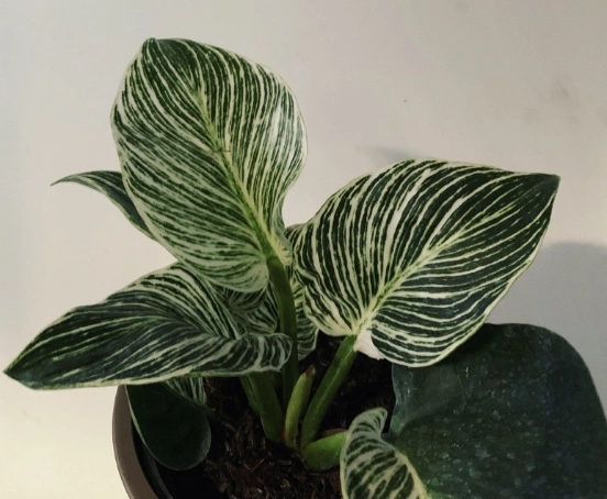 室內植物修剪技巧