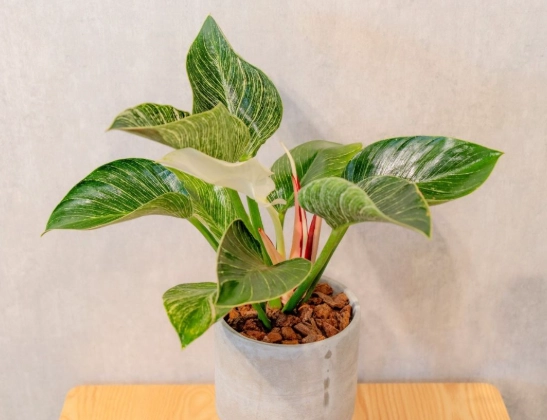 鉑金蔓綠絨照顧 鉑金蔓綠絨照顧