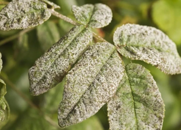 白粉病症狀 白粉病症狀