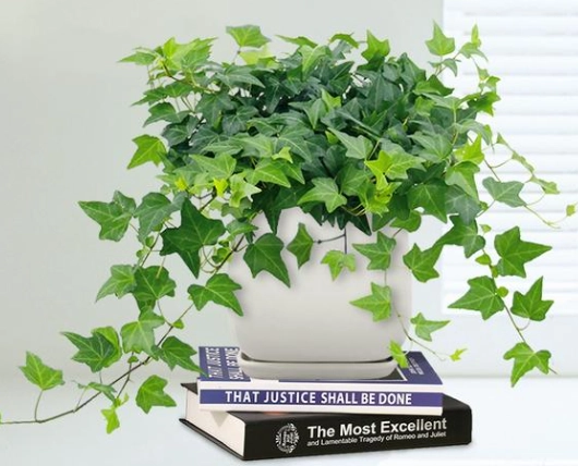 常春藤枯葉原因