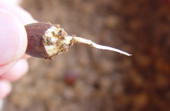 番茄生命周期 番茄生命周期