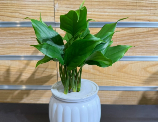 萬年青葉子變黑