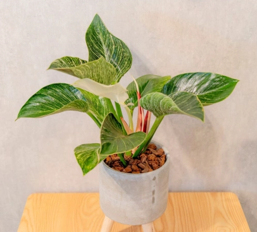 蔓綠絨養護 蔓綠絨養護