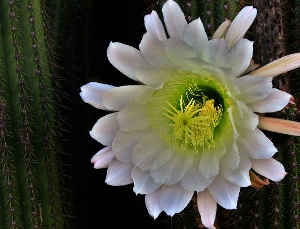 仙人掌花繁殖方法 仙人掌花繁殖方法