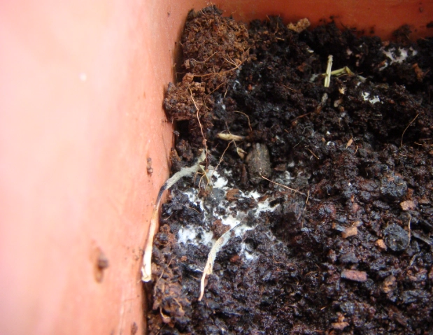 土壤深度要求 土壤深度要求