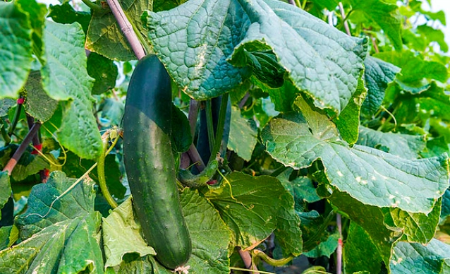 大胡瓜栽培時機 大胡瓜栽培時機