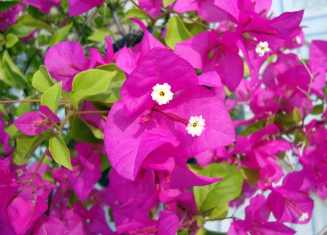 九重葛種子購買 九重葛種子購買