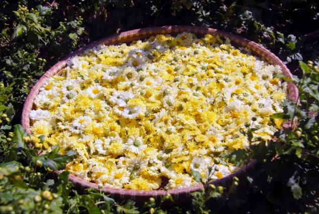 黃菊花茶泡法 黃菊花茶泡法