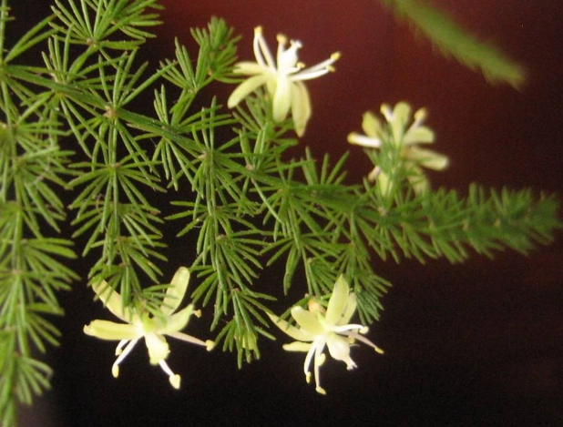 赤玉土文竹种植 赤玉土文竹种植