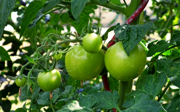 番茄對喉嚨的影響