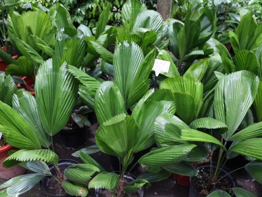 蔬菜種植土壤深度 蔬菜種植土壤深度