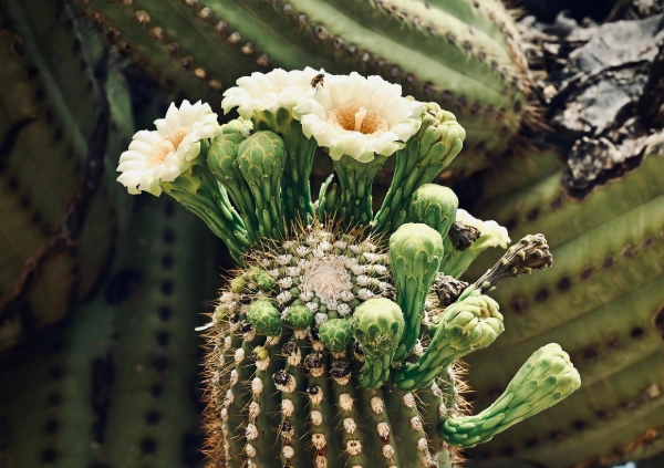 仙人掌開花技巧 仙人掌開花技巧