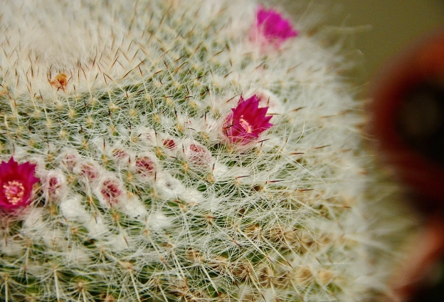 多肉植物種植須知