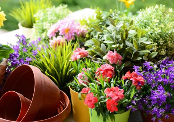 蔬菜種植澆水技巧 蔬菜種植澆水技巧