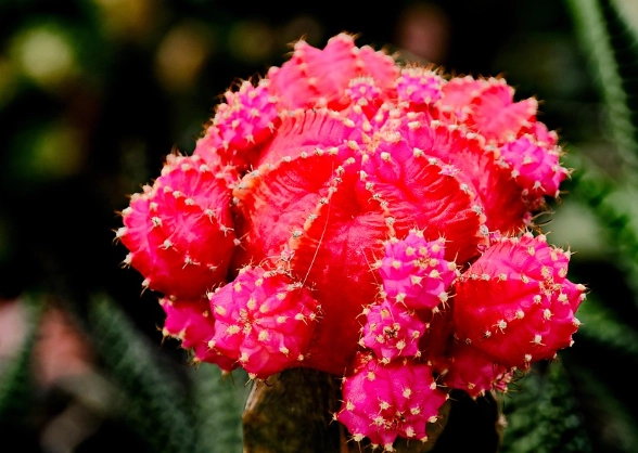 仙人掌種植方法