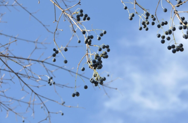 植物枯萎原因 植物枯萎原因
