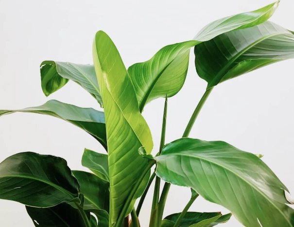 天堂鳥葉子垂解決方法 天堂鳥葉子垂解決方法