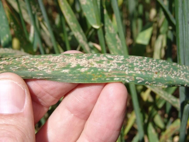 白粉病有機防治 白粉病有機防治