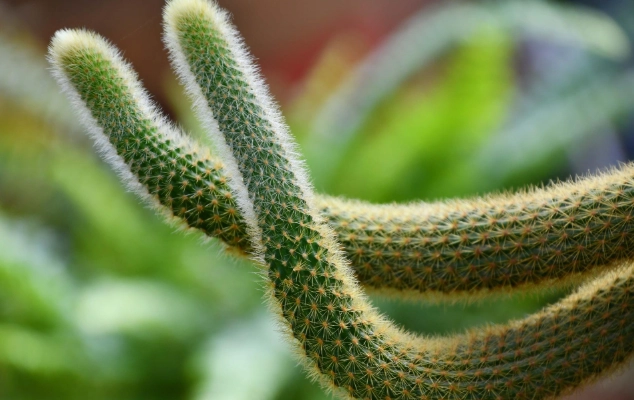 仙人掌軟化處理