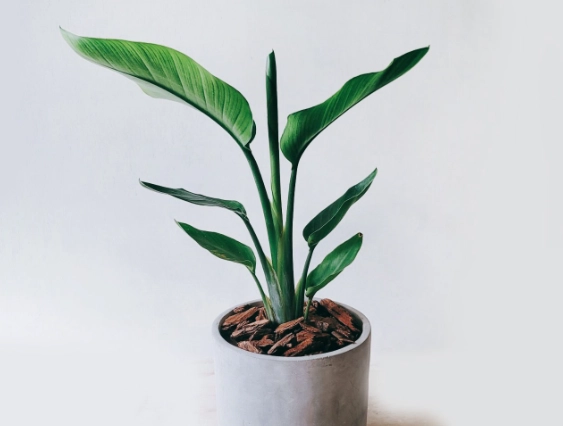 天堂鳥養護技巧 天堂鳥養護技巧