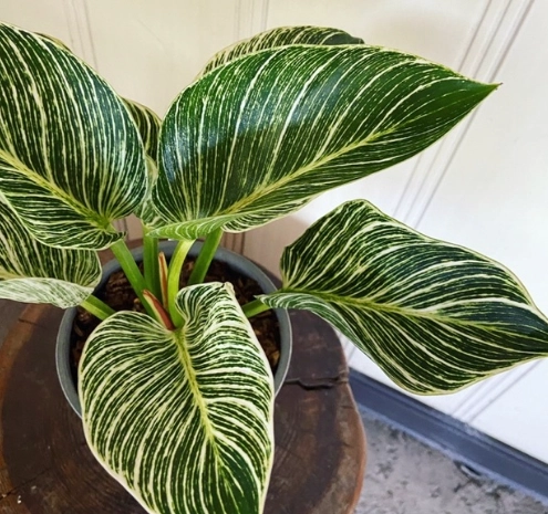 室內植物換盆 室內植物換盆