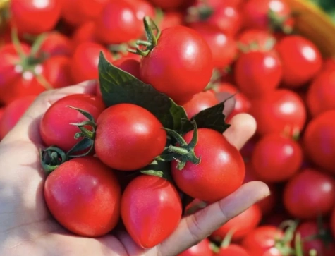 番茄種植方法 番茄種植方法