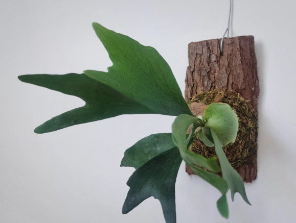 上板栽培技巧 上板栽培技巧