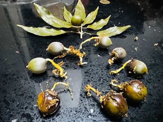 自製生根水 自製生根水