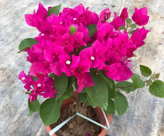 九重葛種子購買 九重葛種子購買