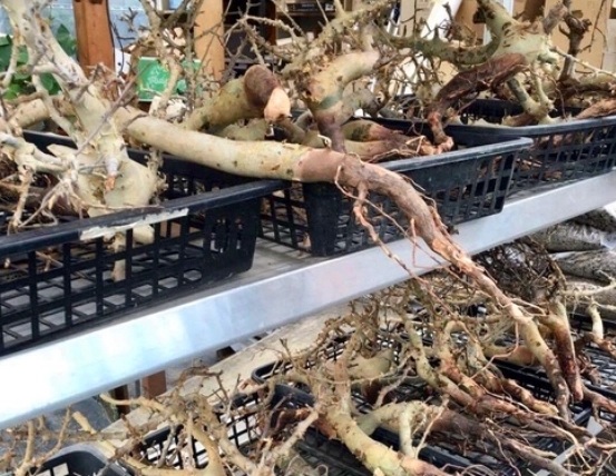 植物生根方法 植物生根方法