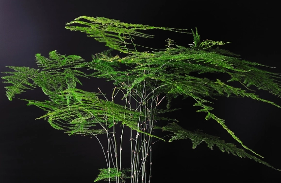 文竹土壤选择 文竹土壤选择