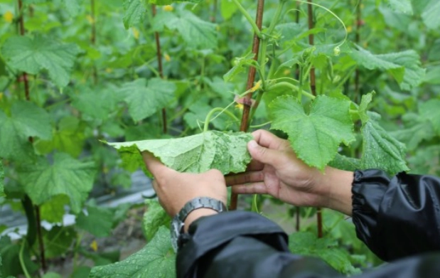 黃瓜葉片白斑病 黃瓜葉片白斑病