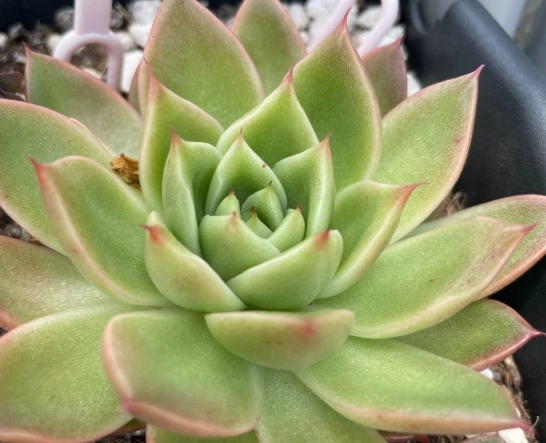 植物生根方法 植物生根方法