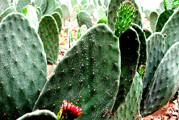 仙人掌變色原因 仙人掌變色原因