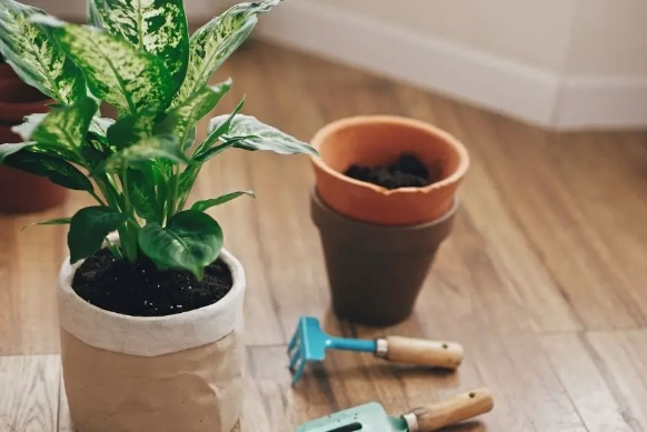 番茄籽發芽技巧 番茄籽發芽技巧