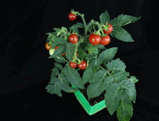 番茄種植高度管理