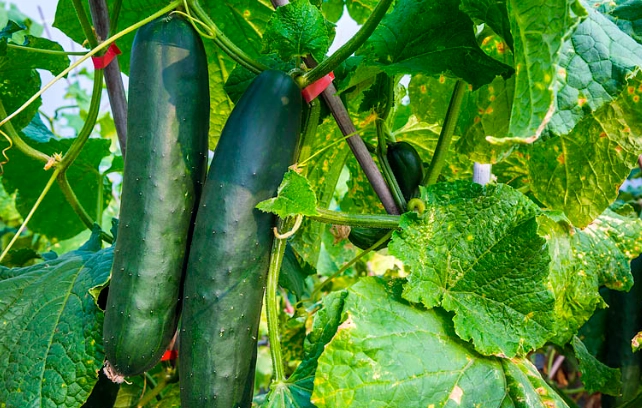 大胡瓜種植季節 大胡瓜種植季節